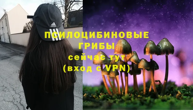 Галлюциногенные грибы Psilocybe  наркота  Кашин 